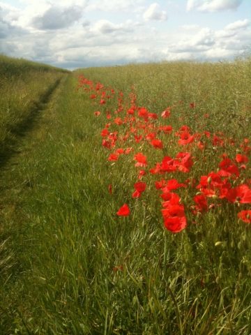 Poppies In Field