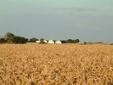 Nissen Huts In Wheat Field